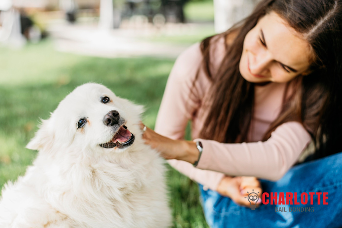 charlotte-bail-bonds